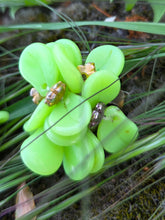 Charger l'image dans la galerie, Boucles d'oreilles Yvonne - Bouquet Floral Vert anis.
