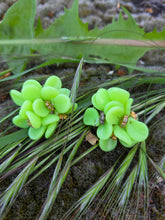 Charger l'image dans la galerie, Boucles d'oreilles Yvonne - Bouquet Floral Vert anis.
