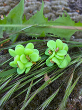 Charger l'image dans la galerie, Boucles d'oreilles Yvonne - Bouquet Floral Vert anis.
